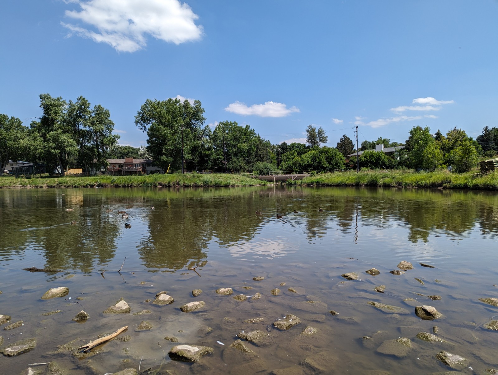 Ducks floating on Lena Gulch
