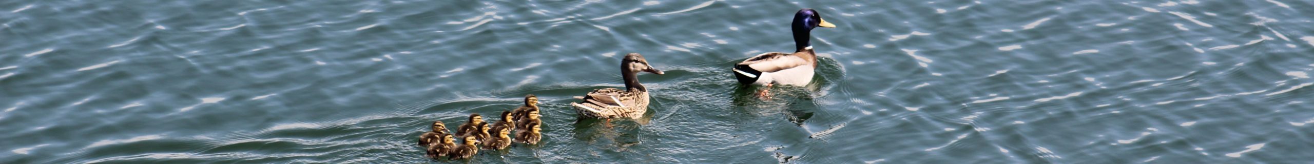 Ducks on Maple Grove Reservoir